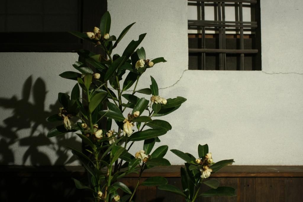 Osaka Guest House Drummer'S Dream ซาคาอิ ห้อง รูปภาพ